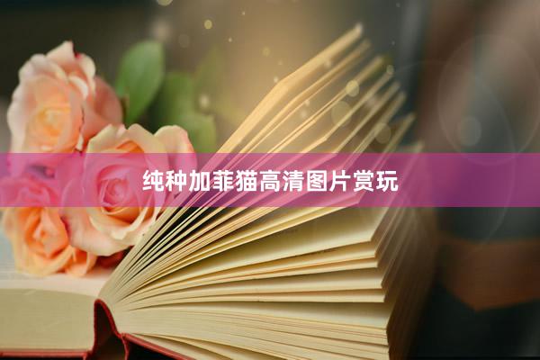 纯种加菲猫高清图片赏玩